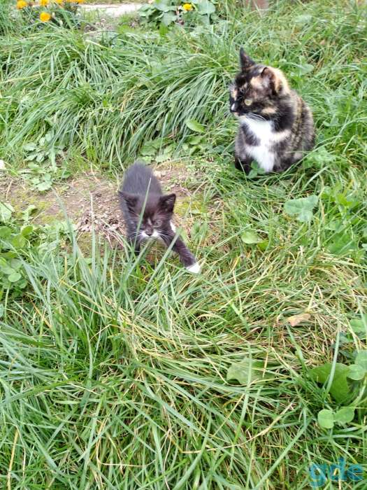 Котик в дар, фотография 3