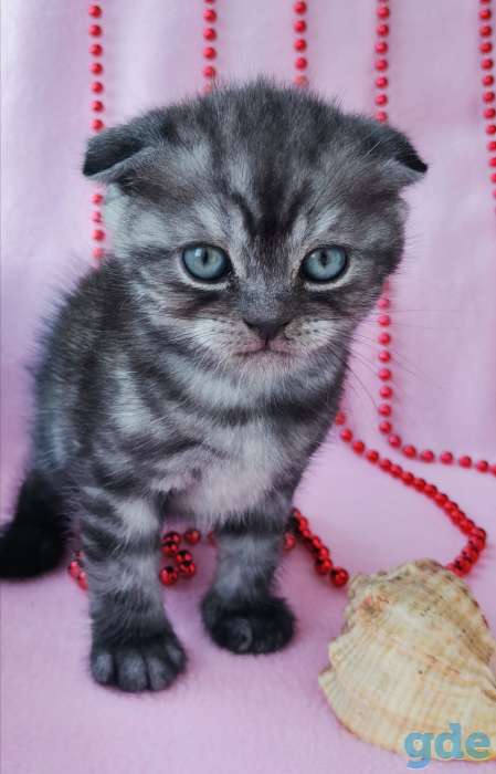 Шотландские котята, фотография 8
