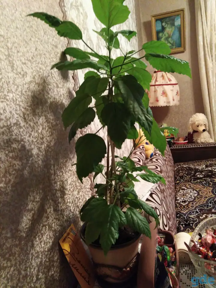 Продам цветы, фотография 1