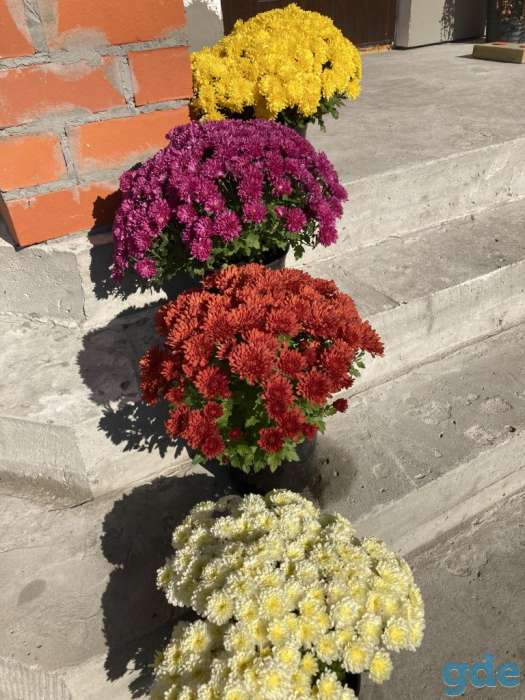 Продам хризантему, фотография 13