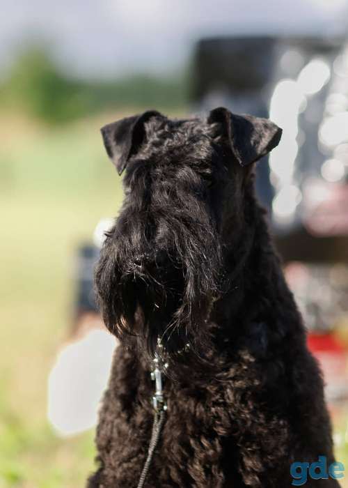 Керри блю терьер, фотография 3