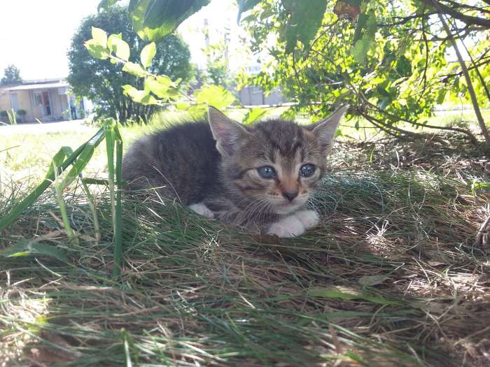 Котята даром!!, фотография 3