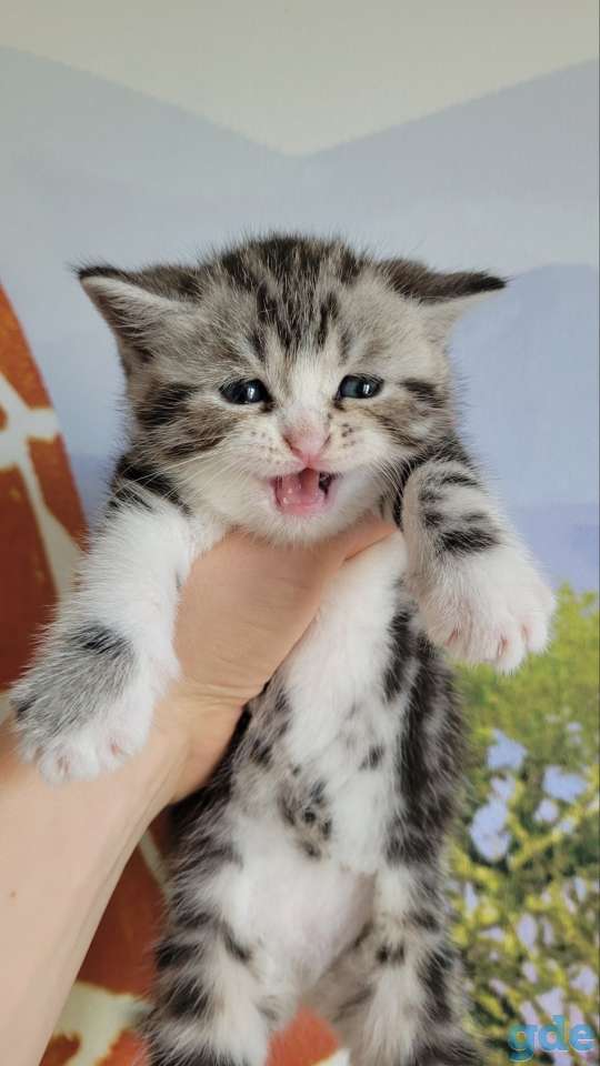 Шотландские котята, фотография 7