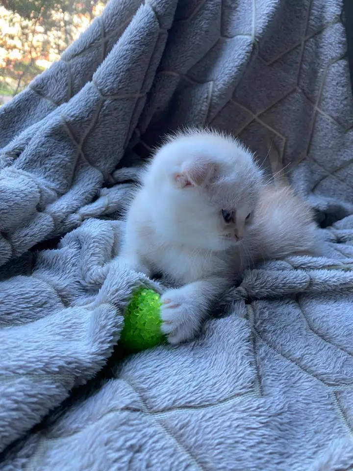 Шотландский котенок, фотография 3