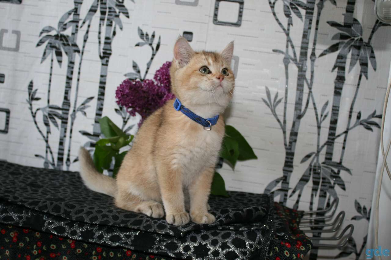 котята британские, фотография 3