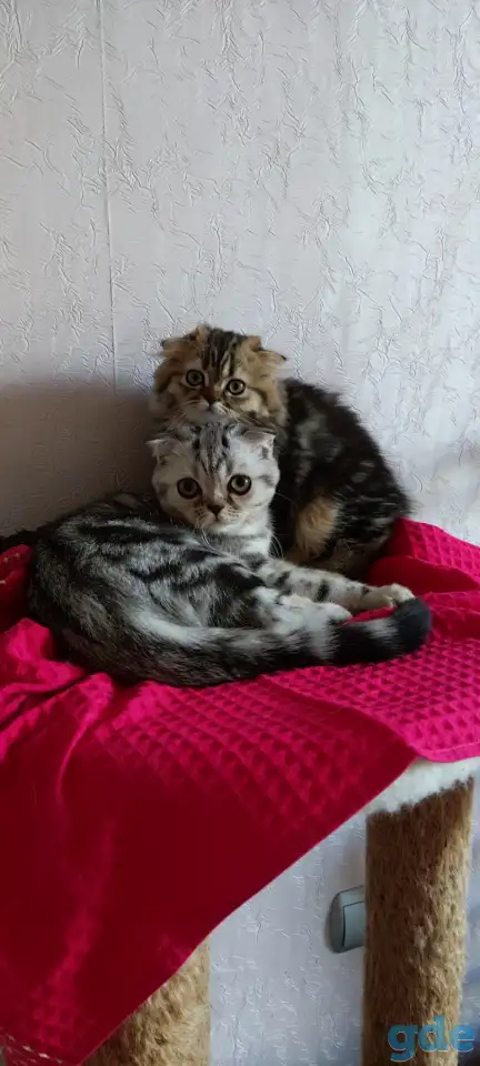 Шотландские котята с голубыми глазами, фотография 6