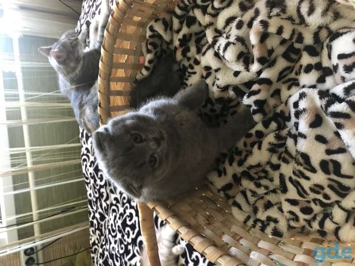 Котята Шотландцы, фотография 2