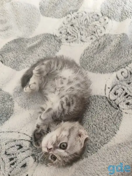Шотландская кошечка, фотография 4