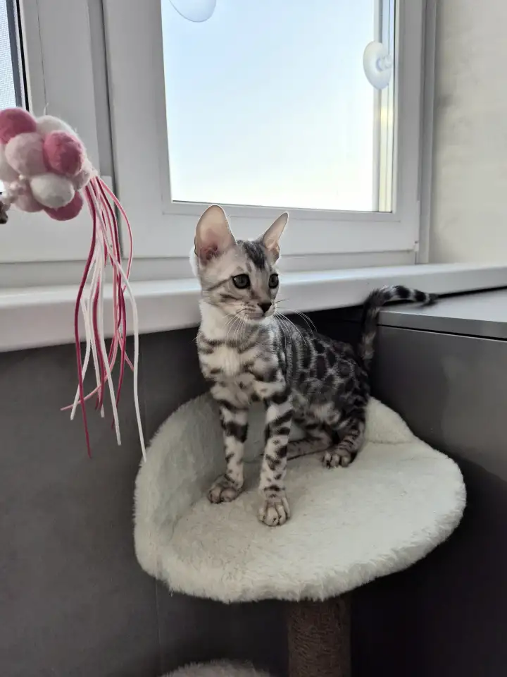 Бенгальские котята редкого окраса, фотография 4