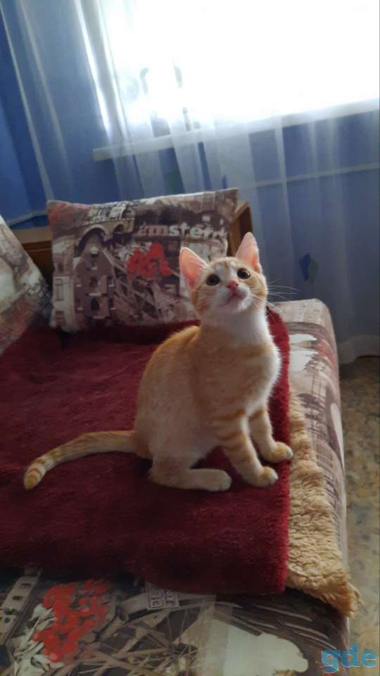 Отдам в дар котенка, фотография 4