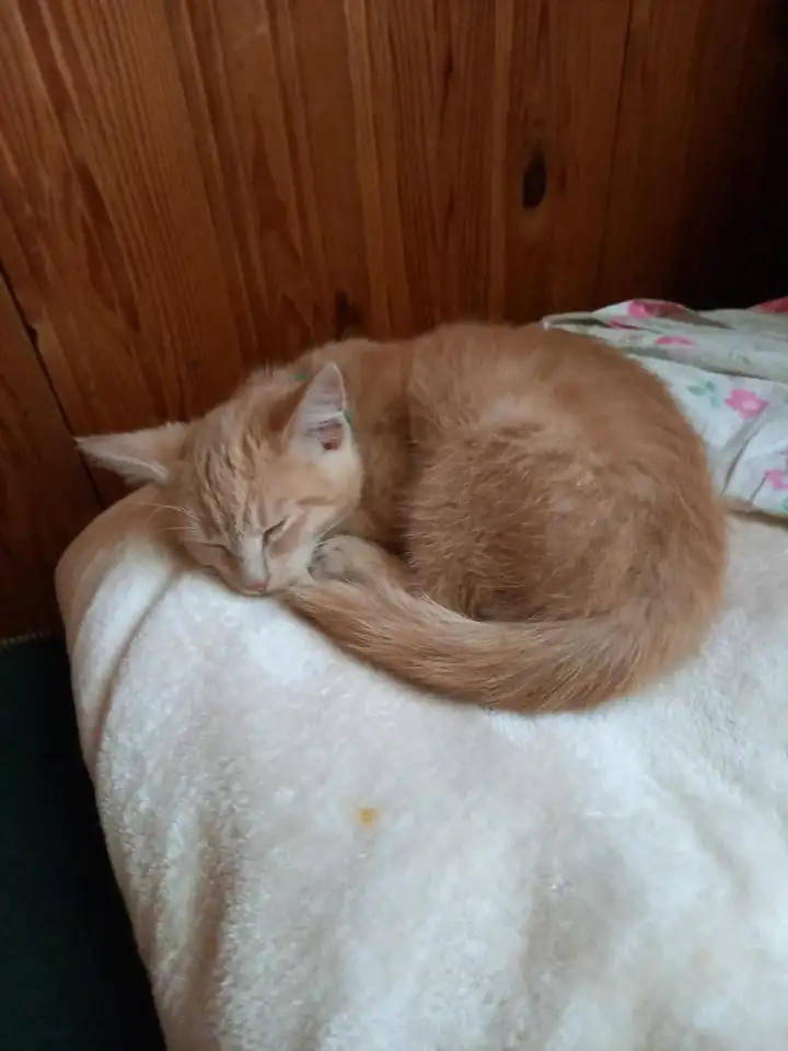 Котенок в добрые руки, фотография 5