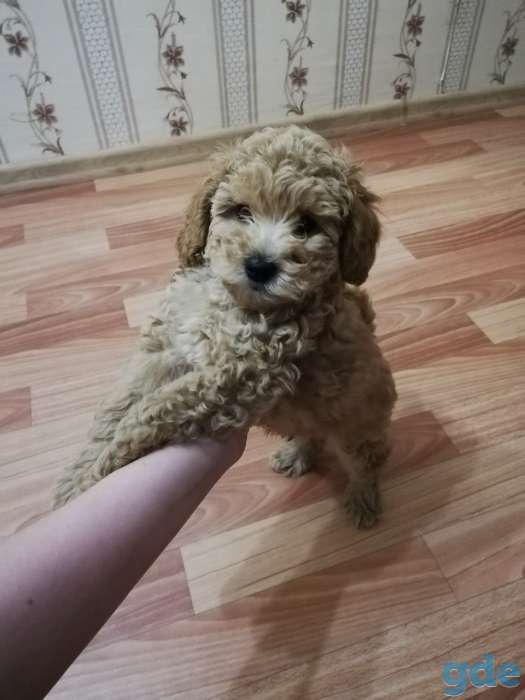 Щенок пуделя, фотография 1