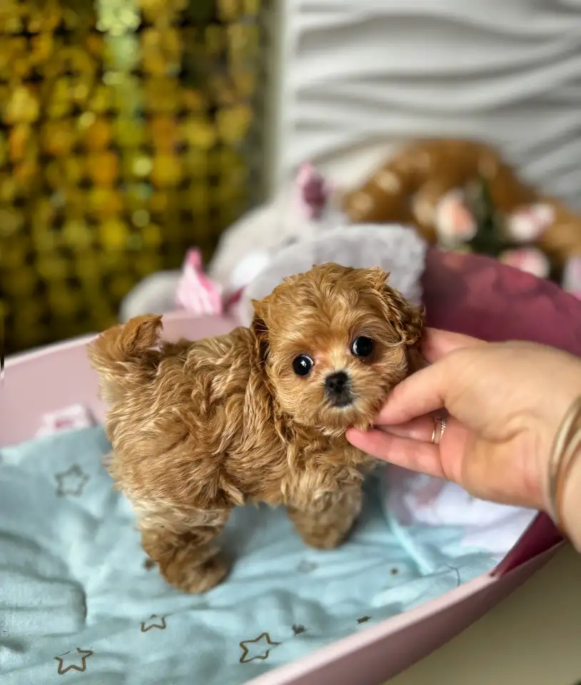 Элитные мини и микро мальтипу ф1 Корея, фотография 3
