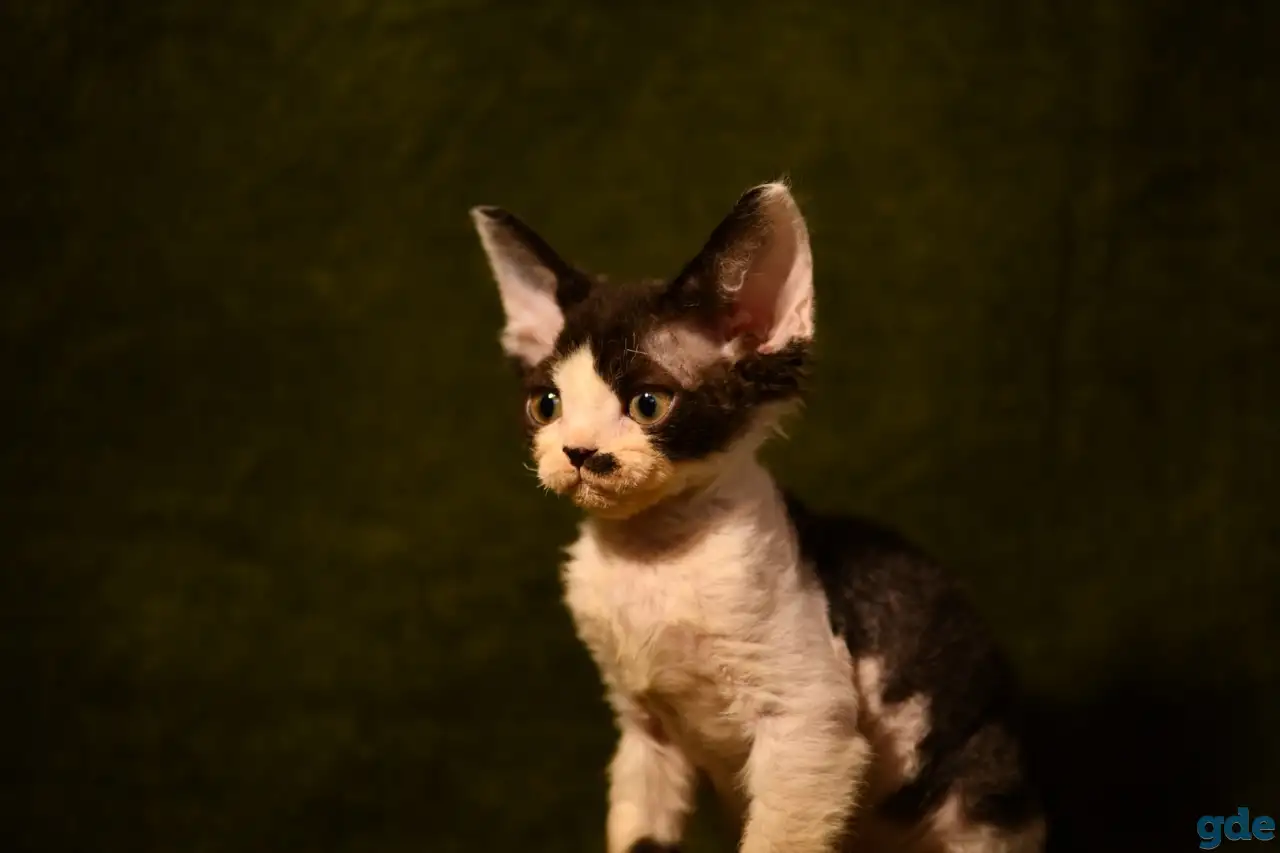 Котята Девон-рекс, фотография 4