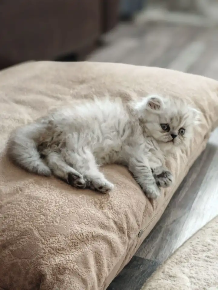Продажа шотландского котёнка, фотография 5