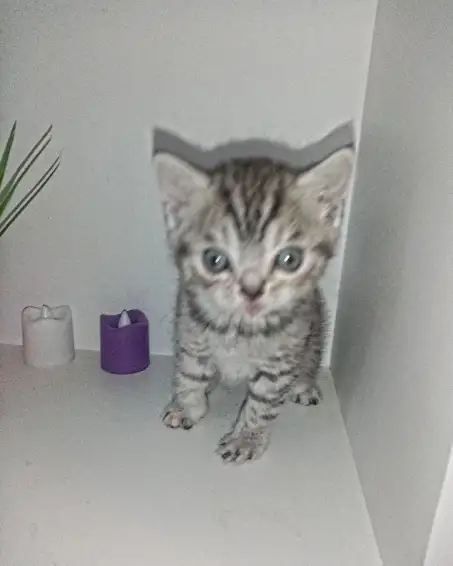 Шотландские котята, фотография 7