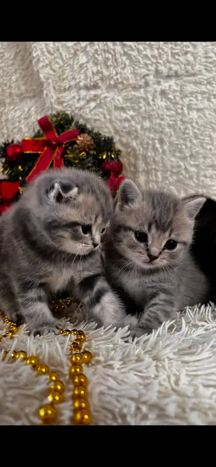 Котята шотландские, фотография 1