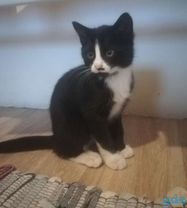 Отдам котят, фотография 1