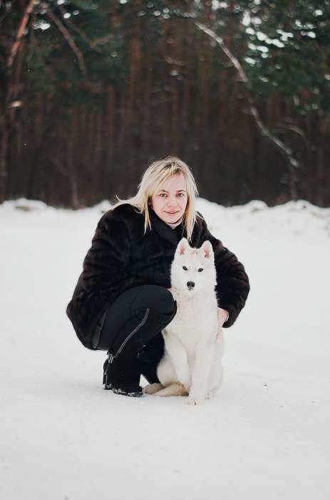 Продажа щенков маломутов,самоедов,хаски., фотография 5