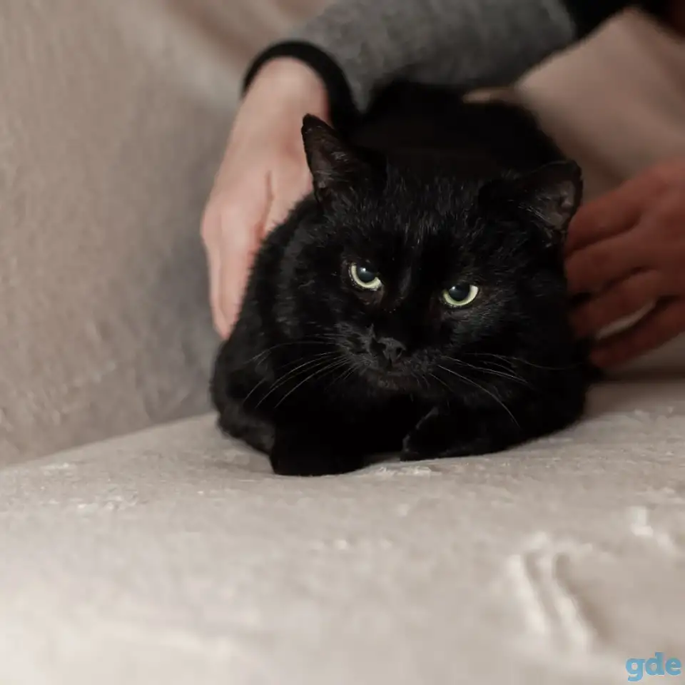 Шикарный котик в добрые руки, фотография 4