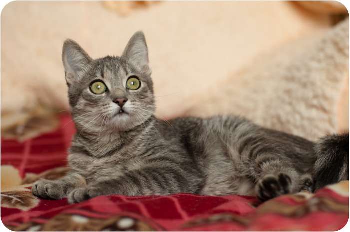 Котёнок в дар, фотография 4