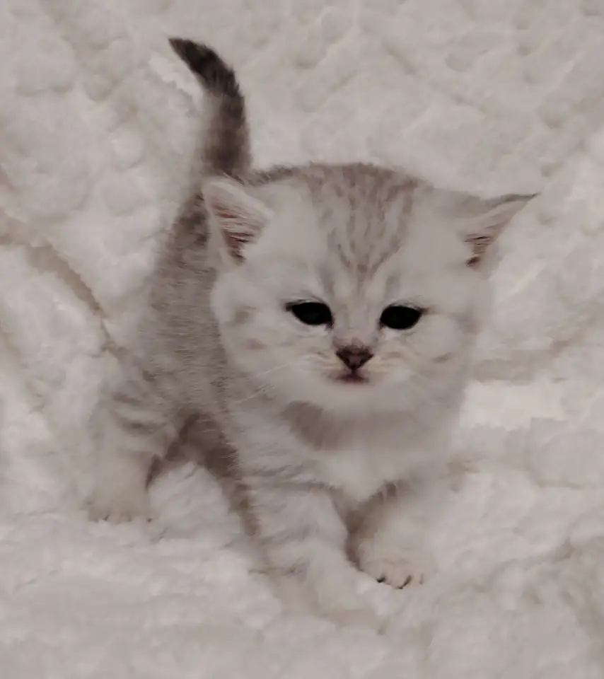 Шотландские котята., фотография 3