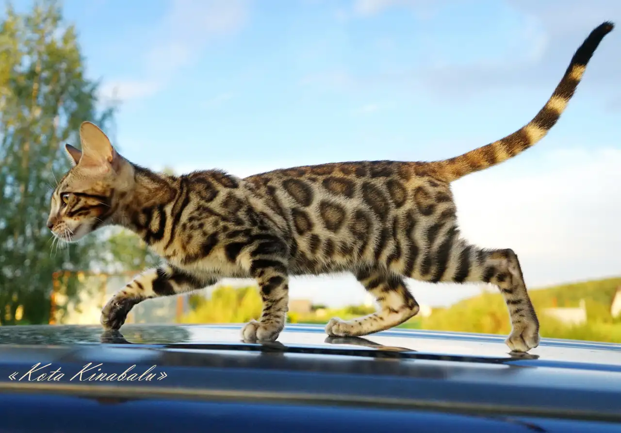 БЕНГАЛЬСКИЕ КЛУБНЫЕ КОТЯТА, фотография 2
