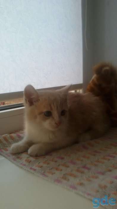 Котенок в дар, фотография 2