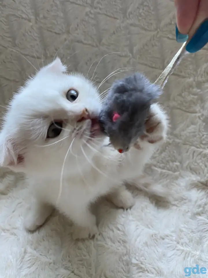 Шотландские милашки, фотография 12