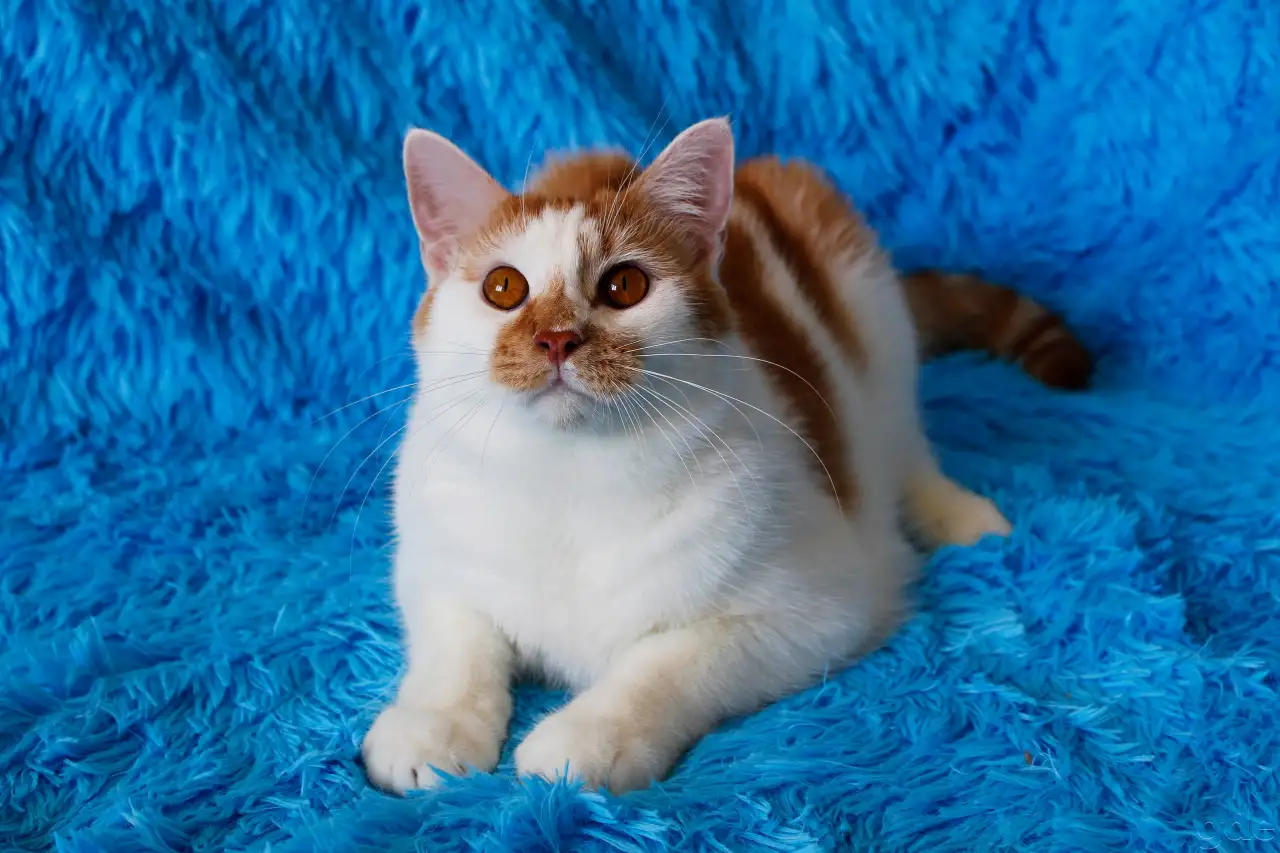 Красивый Котя с янтарными глазками ищет семью!, фотография 1