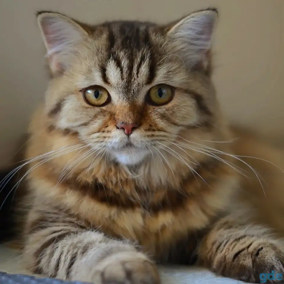 Шотландский котенок, фотография 2