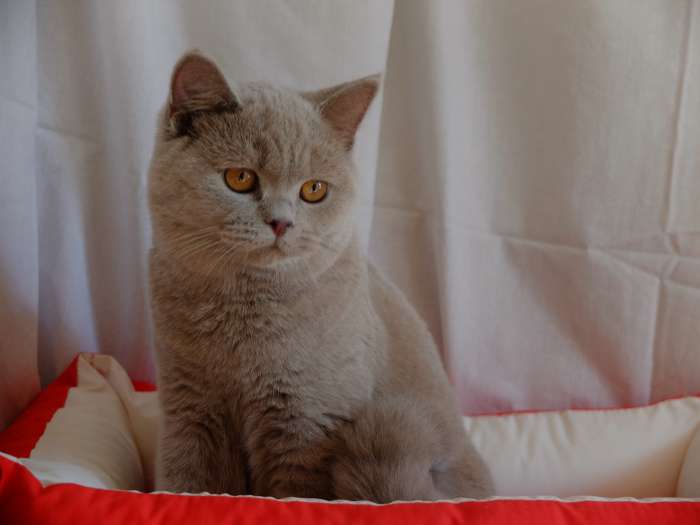 Британские  котята, фотография 1