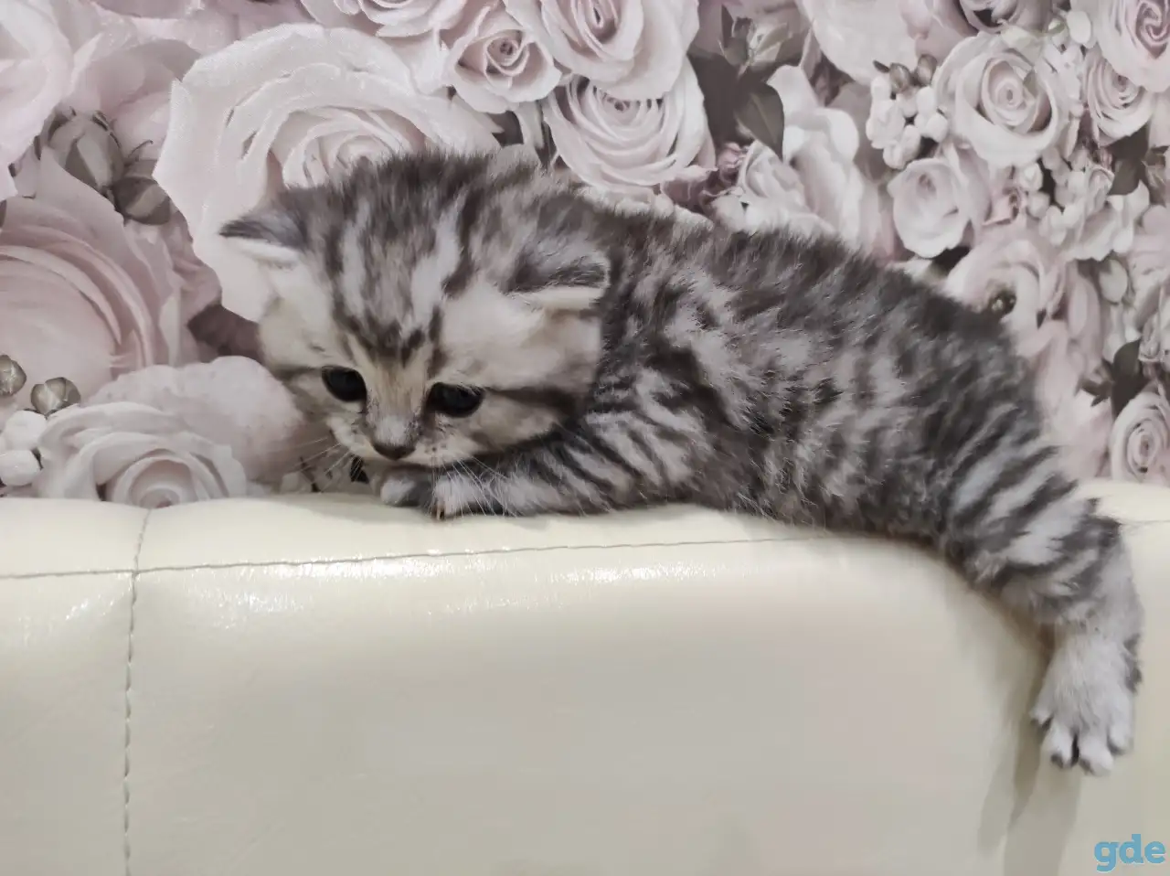 Шотландские плюшевые котята, фотография 4