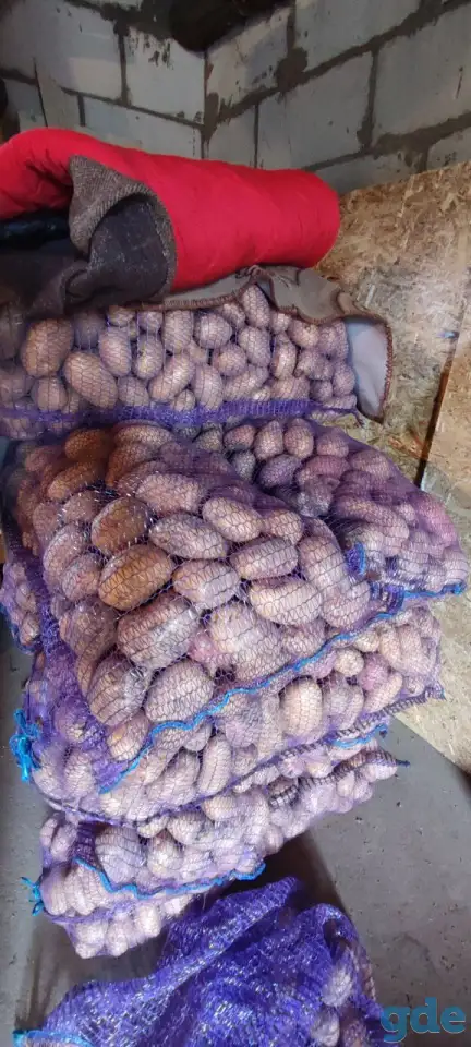 Продам картофель, фотография 2
