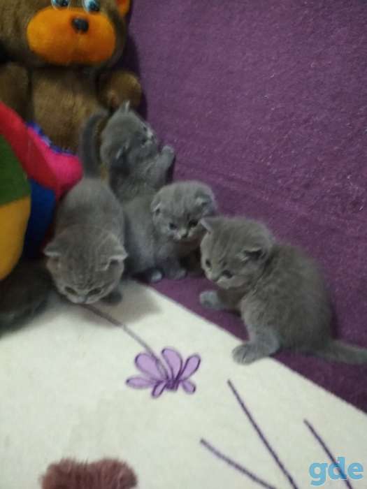 Шотландские котята, фотография 2