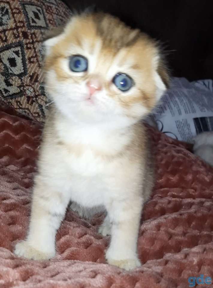 Шотландские котята, фотография 6