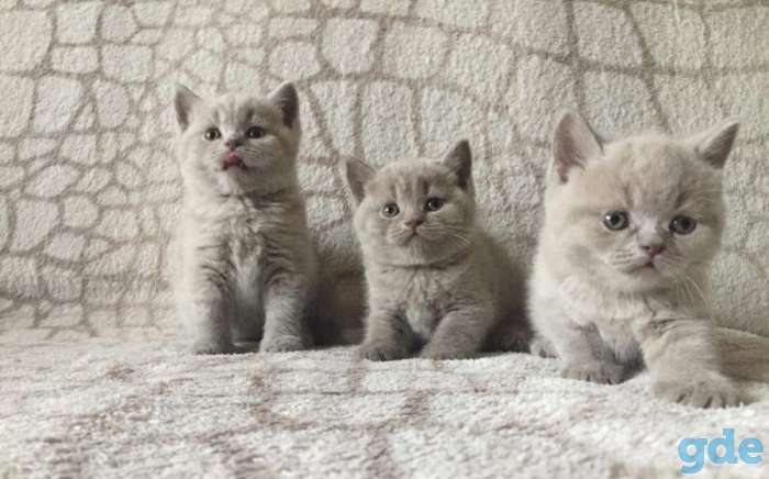 Продам британских котят, фотография 2