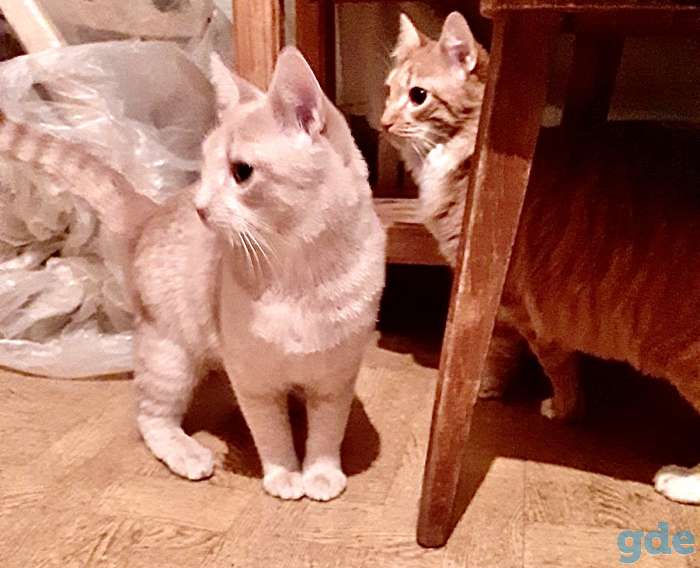 Рыжие котята в дар, фотография 3
