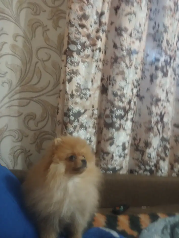 Продам срочно, фотография 2
