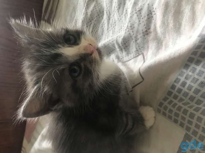 Дарю котят, фотография 5