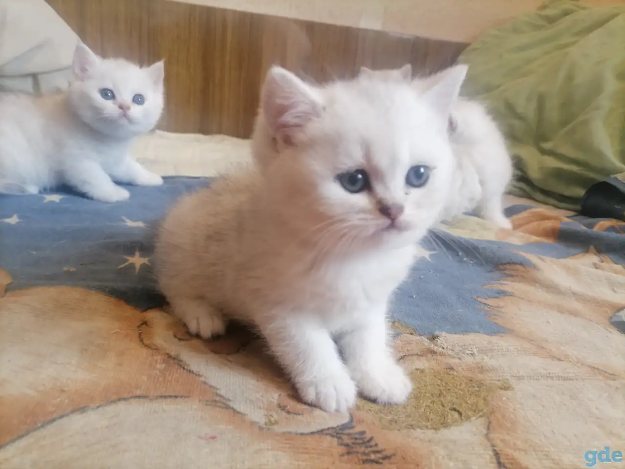Продам британских котят, фотография 5