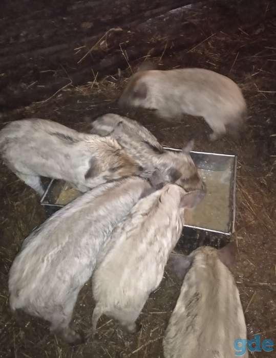 Поросята мангалы, фотография 2