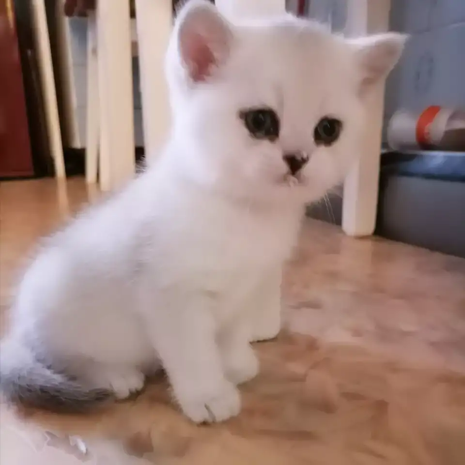 Британские шиншиловые котята, фотография 2