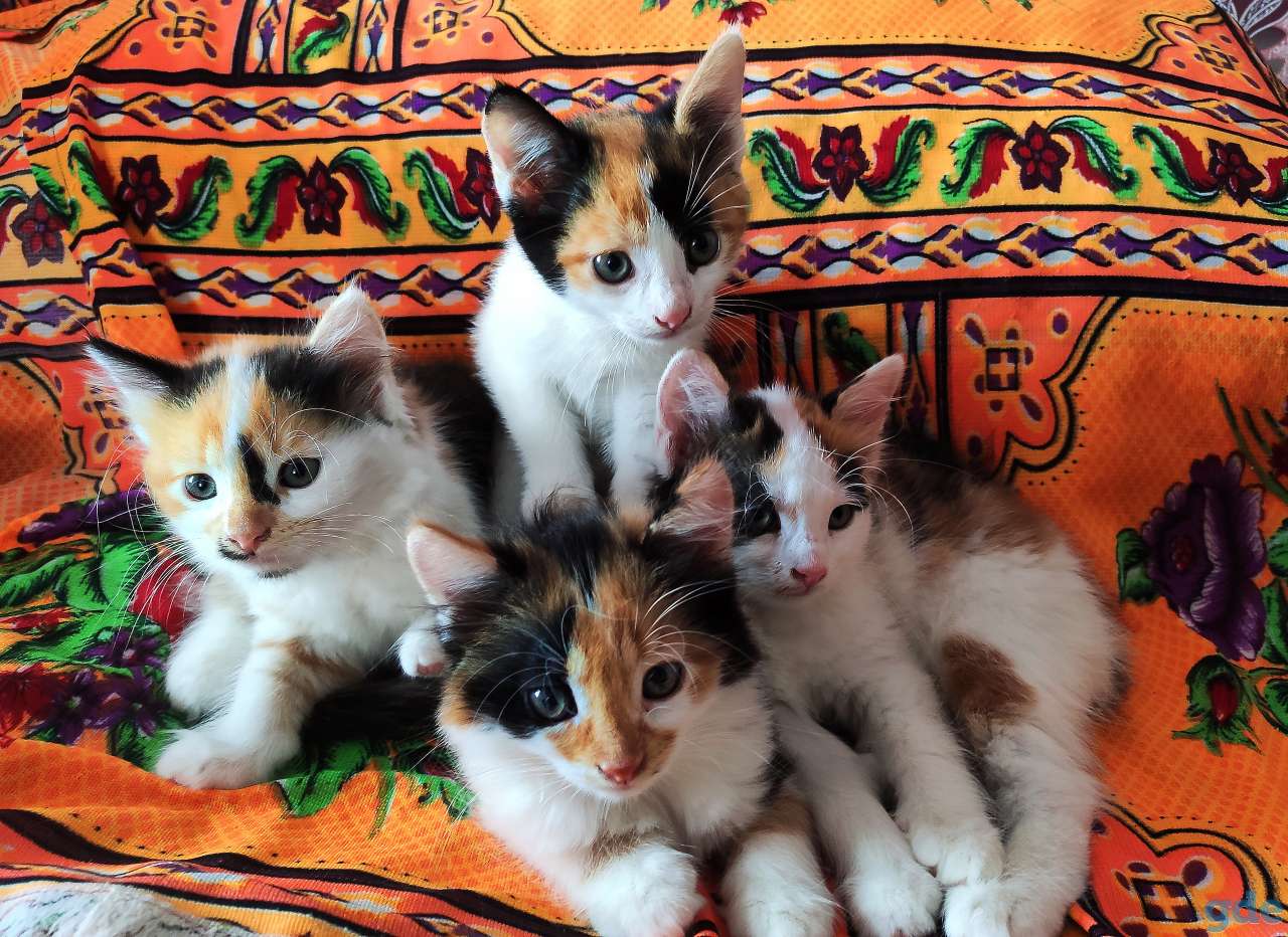 Котята, фотография 3