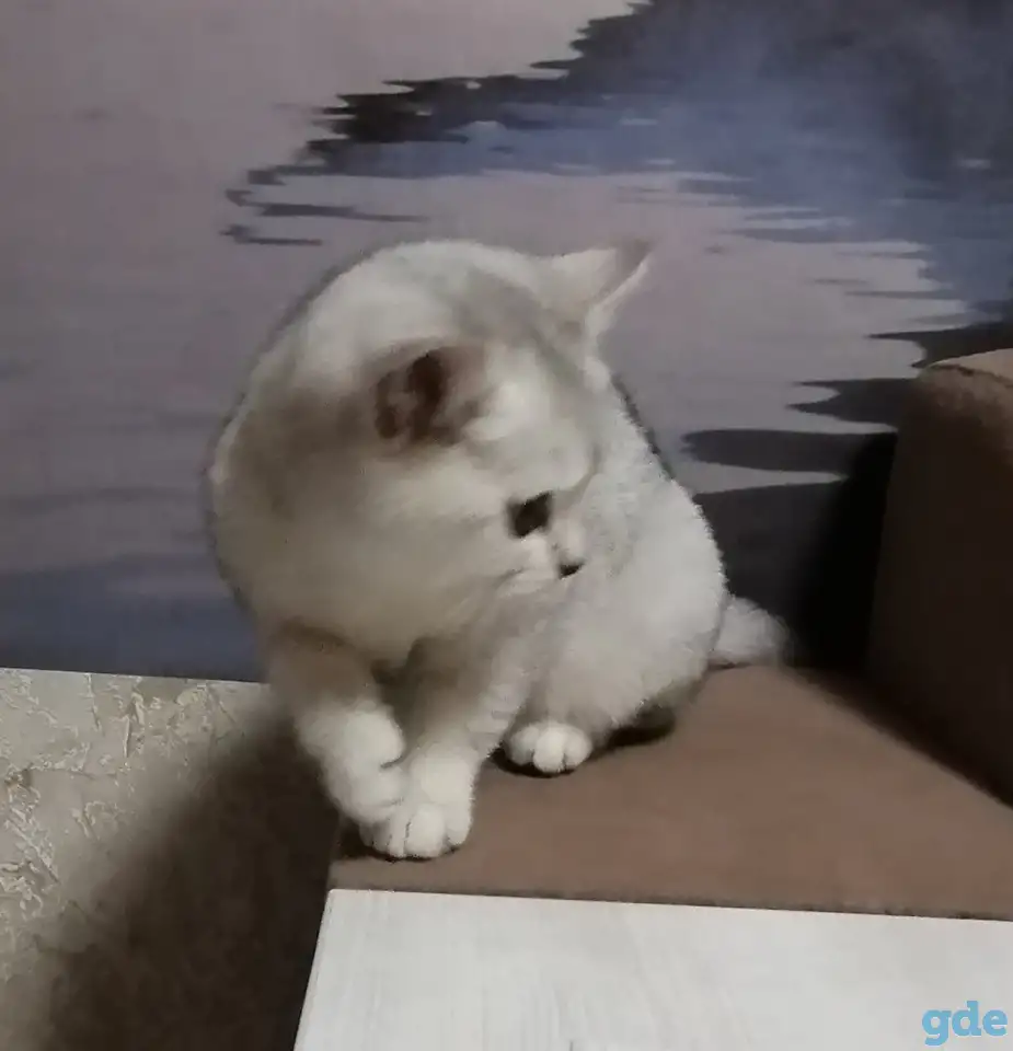 Котята британские, фотография 3
