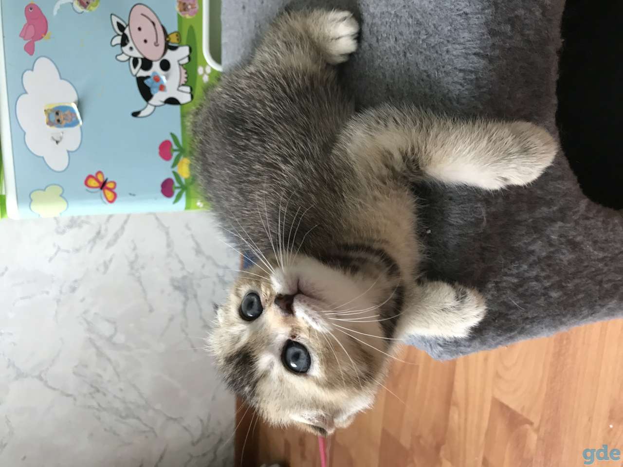 Продаются котята, фотография 1