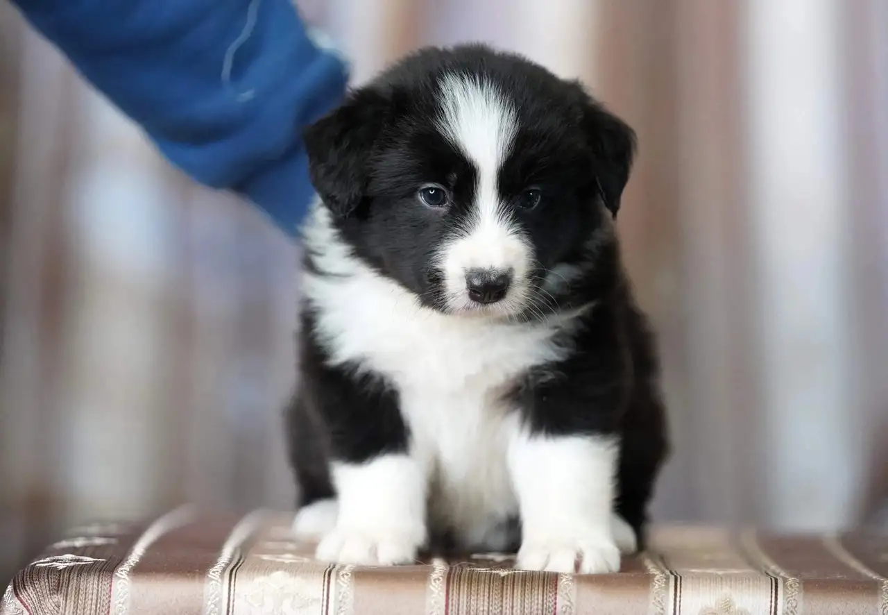 бордер колли, фотография 2