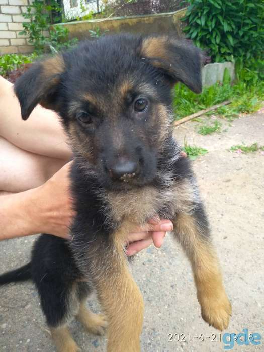 Щенки немецкой овчарки, фотография 7