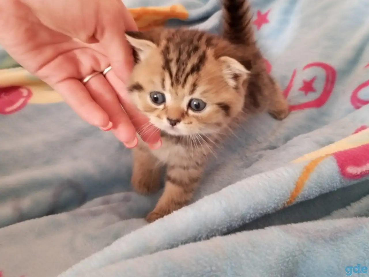 Котята, фотография 3