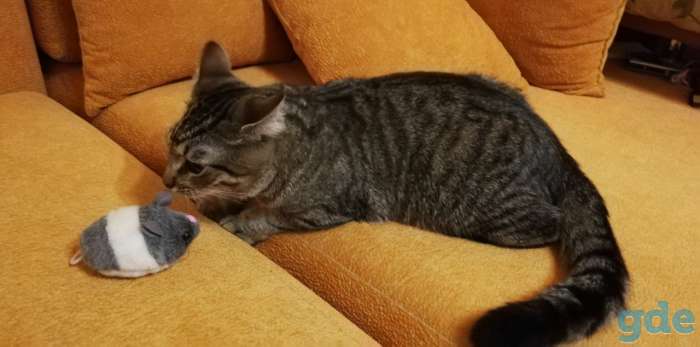Котик Пуська ищет дом!, фотография 7